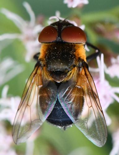 Phasia hemiptera